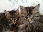 4nyan110205.jpg