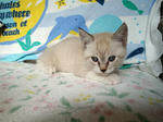 4nyan110202.jpg
