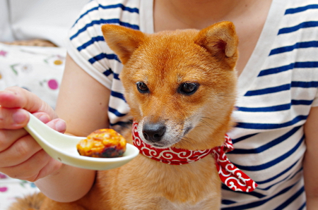 ぽんちゃんとたこ焼き