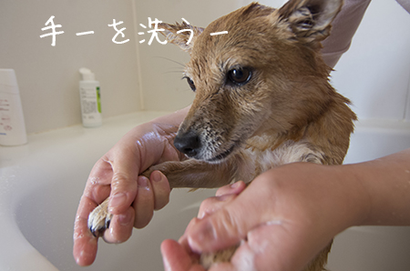 ぽんちゃんとシャンプーとダニ