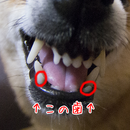 ぽんちゃんと歯周病