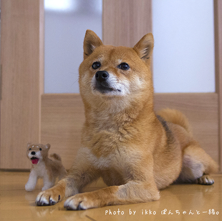 ぽんちゃんと羊毛フェルト