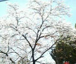P1000011.jpg