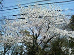 P1000012.jpg