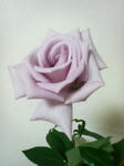 P1000142.JPG