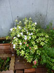 P1000043.jpg