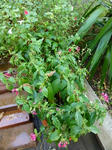 P1000044.jpg