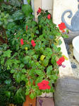 P1000045.jpg