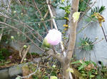 P1000125.jpg