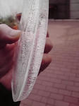 P1000443.jpg