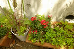 P1000419.jpg