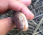 V4010080535343.jpg