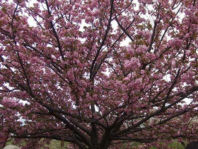 DSCF1426.jpg