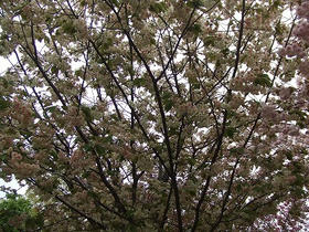 DSCF1440.jpg