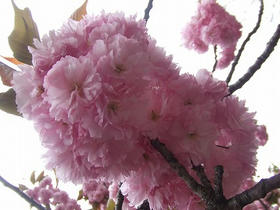 DSCF1464.jpg