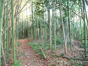 nghk028.JPG