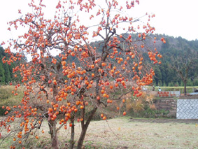 画像ファイル "http://blog.cnobi.jp/v1/blog/user/53fcee40803de136cae09155c36f843b/1230477258" は壊れているため、表示できませんでした。