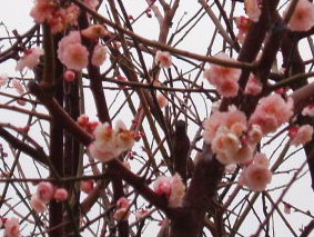画像ファイル "http://blog.cnobi.jp/v1/blog/user/53fcee40803de136cae09155c36f843b/1236291338" は壊れているため、表示できませんでした。