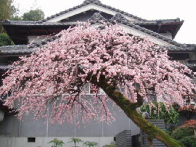 画像ファイル "http://blog.cnobi.jp/v1/blog/user/53fcee40803de136cae09155c36f843b/1236291341" は壊れているため、表示できませんでした。