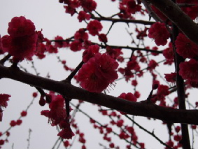 画像ファイル "http://blog.cnobi.jp/v1/blog/user/53fcee40803de136cae09155c36f843b/1236291422" は壊れているため、表示できませんでした。