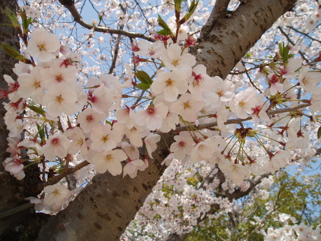 画像ファイル "http://blog.cnobi.jp/v1/blog/user/53fcee40803de136cae09155c36f843b/1239164303" は壊れているため、表示できませんでした。