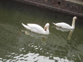 画像ファイル "http://blog.cnobi.jp/v1/blog/user/53fcee40803de136cae09155c36f843b/1239164798" は壊れているため、表示できませんでした。