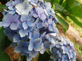 画像ファイル "http://blog.cnobi.jp/v1/blog/user/53fcee40803de136cae09155c36f843b/1250256307" は壊れているため、表示できませんでした。