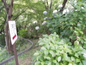 画像ファイル "http://blog.cnobi.jp/v1/blog/user/53fcee40803de136cae09155c36f843b/1250257696" は壊れているため、表示できませんでした。