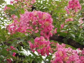 画像ファイル "http://blog.cnobi.jp/v1/blog/user/53fcee40803de136cae09155c36f843b/1250259734" は壊れているため、表示できませんでした。