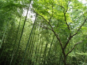 画像ファイル "http://blog.cnobi.jp/v1/blog/user/53fcee40803de136cae09155c36f843b/1250259970" は壊れているため、表示できませんでした。