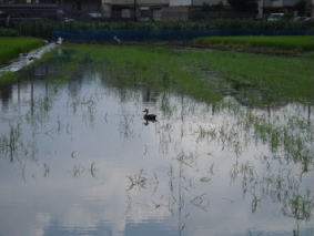画像ファイル "http://blog.cnobi.jp/v1/blog/user/53fcee40803de136cae09155c36f843b/1250260162" は壊れているため、表示できませんでした。