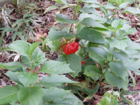 画像ファイル "http://blog.cnobi.jp/v1/blog/user/53fcee40803de136cae09155c36f843b/1251188442" は壊れているため、表示できませんでした。