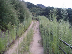 画像ファイル "http://blog.cnobi.jp/v1/blog/user/53fcee40803de136cae09155c36f843b/1251188647" は壊れているため、表示できませんでした。