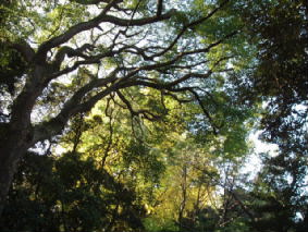 画像ファイル "http://blog.cnobi.jp/v1/blog/user/53fcee40803de136cae09155c36f843b/1260098061" は壊れているため、表示できませんでした。