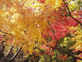 画像ファイル "http://blog.cnobi.jp/v1/blog/user/53fcee40803de136cae09155c36f843b/1260098256" は壊れているため、表示できませんでした。