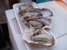 画像ファイル "http://blog.cnobi.jp/v1/blog/user/53fcee40803de136cae09155c36f843b/1263853520" は壊れているため、表示できませんでした。