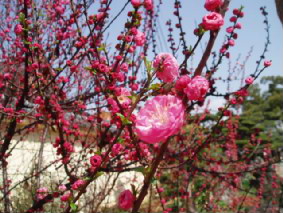 画像ファイル "http://blog.cnobi.jp/v1/blog/user/53fcee40803de136cae09155c36f843b/1268912094" は壊れているため、表示できませんでした。