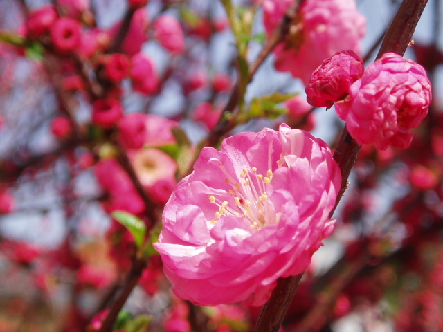 画像ファイル "http://blog.cnobi.jp/v1/blog/user/53fcee40803de136cae09155c36f843b/1268912095" は壊れているため、表示できませんでした。