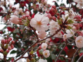 画像ファイル "http://blog.cnobi.jp/v1/blog/user/53fcee40803de136cae09155c36f843b/1272115159" は壊れているため、表示できませんでした。
