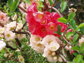 画像ファイル "http://blog.cnobi.jp/v1/blog/user/53fcee40803de136cae09155c36f843b/1272115292" は壊れているため、表示できませんでした。