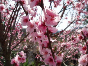 画像ファイル "http://blog.cnobi.jp/v1/blog/user/53fcee40803de136cae09155c36f843b/1272115453" は壊れているため、表示できませんでした。