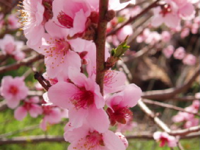 画像ファイル "http://blog.cnobi.jp/v1/blog/user/53fcee40803de136cae09155c36f843b/1272115512" は壊れているため、表示できませんでした。