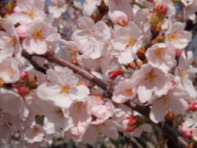 画像ファイル "http://blog.cnobi.jp/v1/blog/user/53fcee40803de136cae09155c36f843b/1272115513" は壊れているため、表示できませんでした。