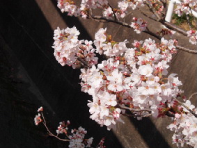 画像ファイル "http://blog.cnobi.jp/v1/blog/user/53fcee40803de136cae09155c36f843b/1272115514" は壊れているため、表示できませんでした。