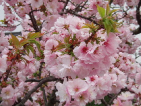 画像ファイル "http://blog.cnobi.jp/v1/blog/user/53fcee40803de136cae09155c36f843b/1272115799" は壊れているため、表示できませんでした。