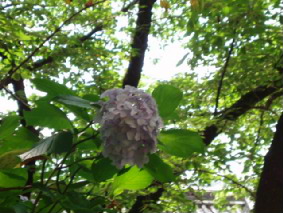 画像ファイル "http://blog.cnobi.jp/v1/blog/user/53fcee40803de136cae09155c36f843b/1278652216" は壊れているため、表示できませんでした。