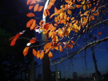 http://blog.cnobi.jp/v1/blog/user/53fcee40803de136cae09155c36f843b/1291274957