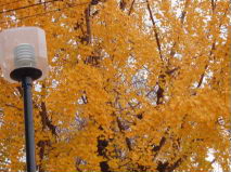 http://blog.cnobi.jp/v1/blog/user/53fcee40803de136cae09155c36f843b/1292235373