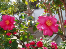 http://blog.cnobi.jp/v1/blog/user/53fcee40803de136cae09155c36f843b/1293546114