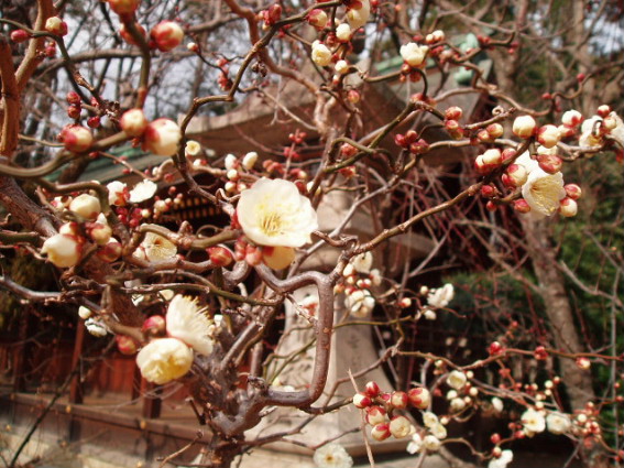 http://blog.cnobi.jp/v1/blog/user/53fcee40803de136cae09155c36f843b/1296132182